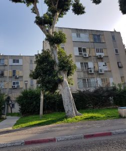 רכישת דירה מעמידר